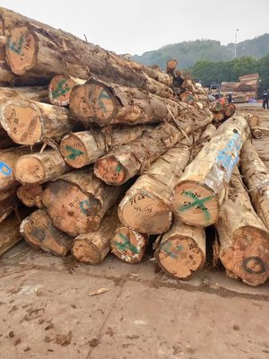 香柏木原木批发 古建家具与园林用料的理想选择